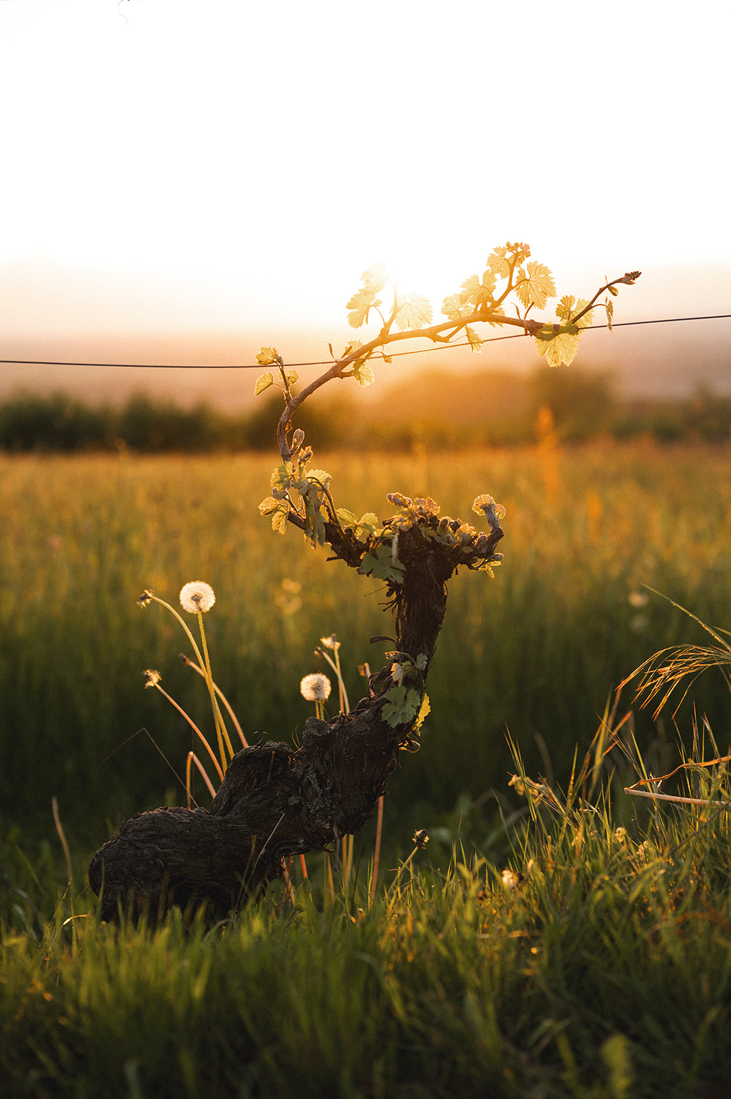 Poderi Marcarini